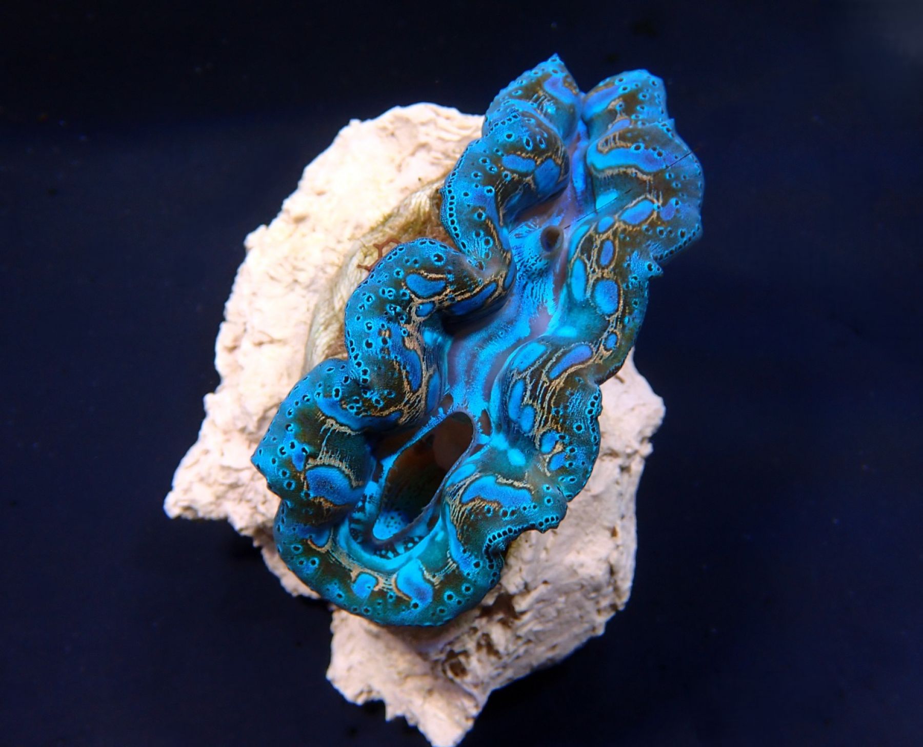 Tridacna Crocea (Grade A)